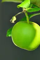 Dieta w ciąży: 8 kluczowych zasad