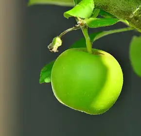 Dieta w ciąży: 8 kluczowych zasad