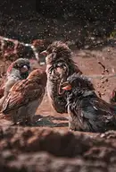 50 znanych piosenek dla dzieci - zestawienie